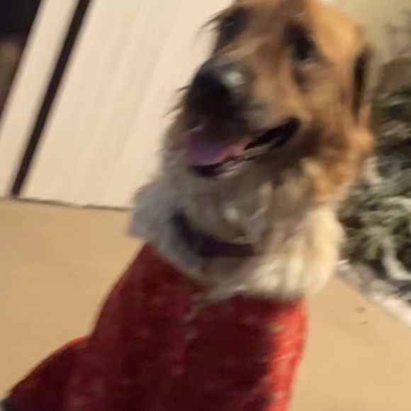 Meet your Posher, Krystal - Picture 1 of 1